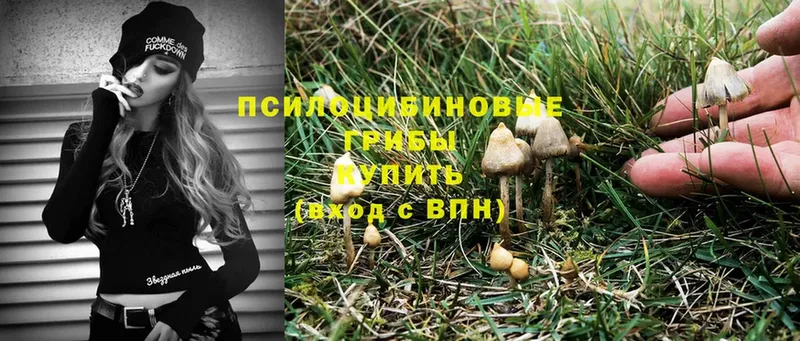 Псилоцибиновые грибы MAGIC MUSHROOMS  купить наркотик  Колпашево 